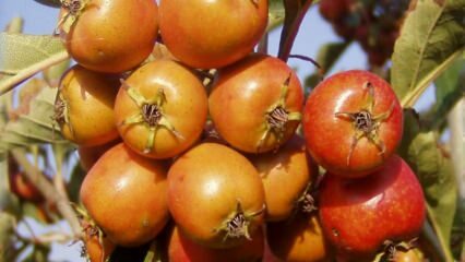 Apa manfaat buah hawthorn? Jika Anda secara teratur mengonsumsi cuka hawthorn ...