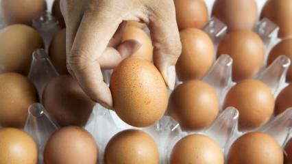Saran praktis untuk menjaga telur tetap segar